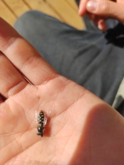 Austroscaeva melanostoma