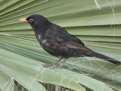 Turdus merula