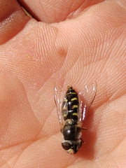 Austroscaeva melanostoma