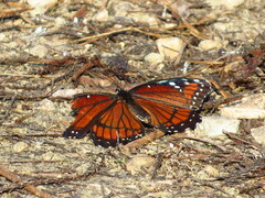 Limenitis archippus floridensis