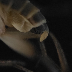 Phorinae