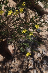 Menodora