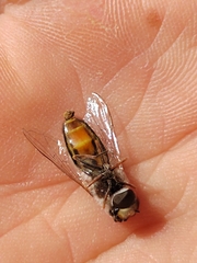 Austroscaeva melanostoma