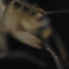 Phorinae