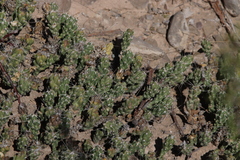 Grusonia