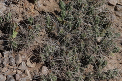 Grusonia