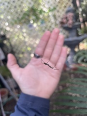 Leucauge regnyi