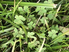 Oxalis corniculata
