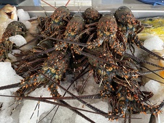 Panulirus inflatus