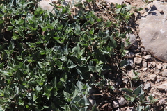 Acleisanthes longiflora