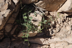 Acleisanthes longiflora