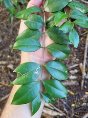 Eugenia biflora