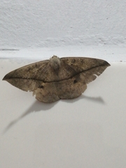 Anticarsia gemmatalis