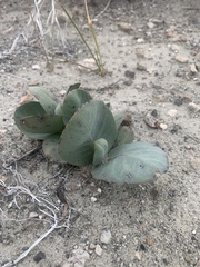 Asclepias cryptoceras davisii
