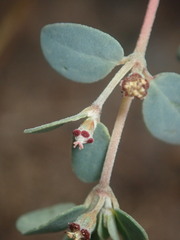 Euphorbia cinerascens