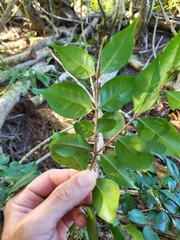 Eugenia biflora