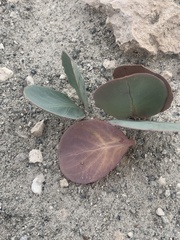 Asclepias cryptoceras davisii