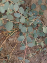 Euphorbia cinerascens