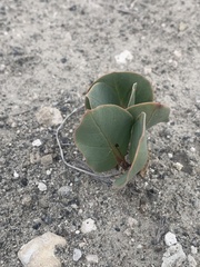 Asclepias cryptoceras davisii