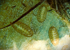 Ischnochiton cariosus