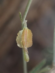 Acleisanthes angustifolia