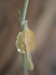 Acleisanthes angustifolia