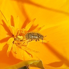 Cucujiformia
