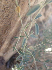 Acleisanthes angustifolia