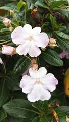 Impatiens sodenii