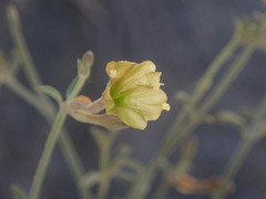 Acleisanthes angustifolia