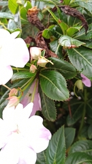 Impatiens sodenii
