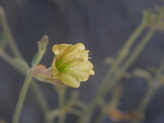 Acleisanthes angustifolia