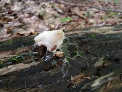 Hypomyces tremellicola