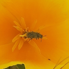 Cucujiformia