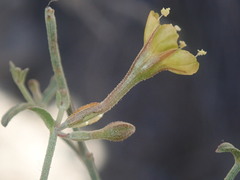 Acleisanthes angustifolia