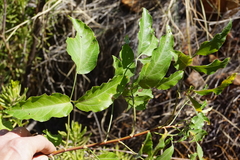 Heteromorpha arborescens
