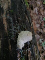 Hypomyces tremellicola