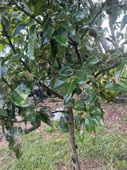 Persea americana