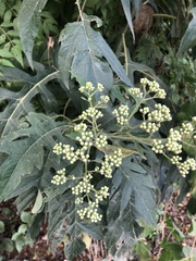 Verbesina myriocephala