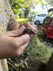 Leptodactylus albilabris