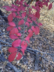 Euonymus