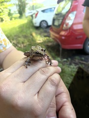 Leptodactylus albilabris