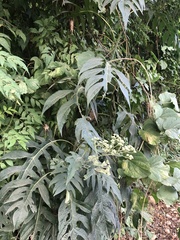 Verbesina myriocephala