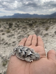 Phrynosoma platyrhinos