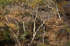 Albizia tanganyicensis
