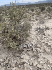 Phrynosoma platyrhinos