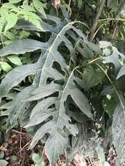 Verbesina myriocephala