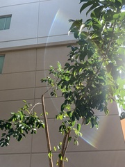 Senna surattensis