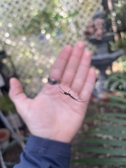 Leucauge regnyi