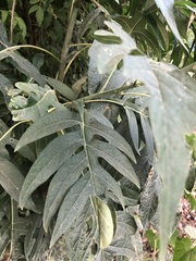 Verbesina myriocephala